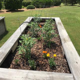 A raised garden bed with various plants and flowers growing.
