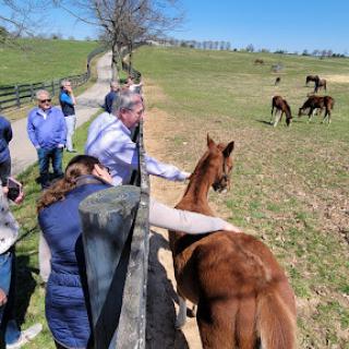 Visitors interacting with horses at a farm on a beautiful sunny day.