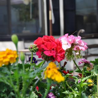 A vibrant display of colorful flowers blooming in a garden.