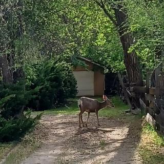 A deer standing on a pathway in a lush green forest.