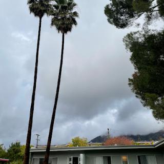 Tall palm trees sway under a cloudy sky, with mountains in the background.