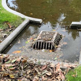 A storm drain partially clogged with leaves and debris, surrounded by water.