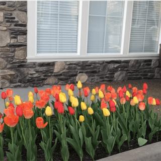 A vibrant garden of red and yellow tulips in front of a stone wall with windows.