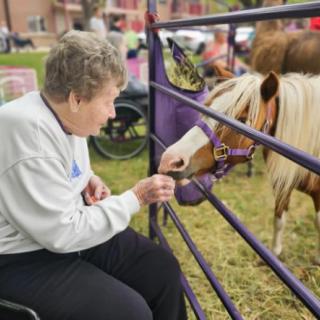 An elderly woman feeds a pony through a fence outdoors, enjoying the interaction.