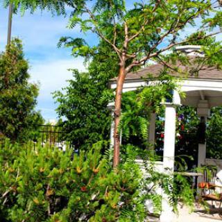 A serene garden featuring a gazebo surrounded by lush greenery and vibrant trees.