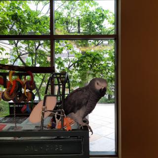 A parrot perched by the window, enjoying the view of lush greenery outside.