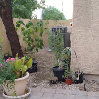 A serene view of a garden area with various plants and a pathway.