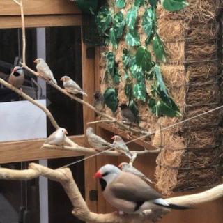 A charming scene featuring several birds perched on branches inside an aviary.
