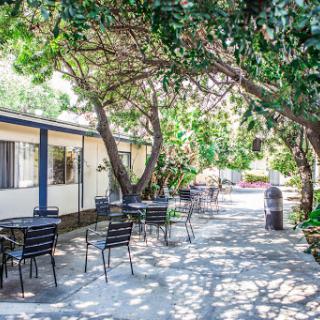 A serene outdoor space featuring a pathway lined with chairs and shaded by trees.