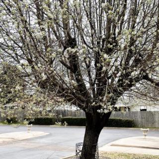 A blossoming tree marks the arrival of spring in a serene outdoor setting.