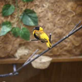 A vibrant yellow bird perched gracefully on a branch.