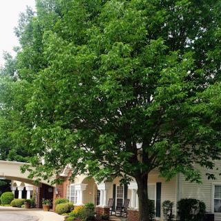 A lush green tree standing next to a building, showcasing the beauty of nature.