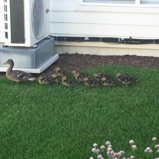 A mother duck leading her ducklings across a grassy area near a building.