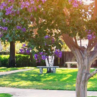 A peaceful park scene with a bench under a tree adorned with purple flowers.