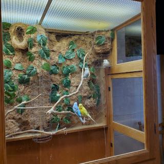 A cozy birdcage featuring two colorful budgerigars surrounded by natural foliage.