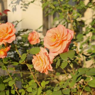 A cluster of peach-colored roses blooming in a sunlit garden.