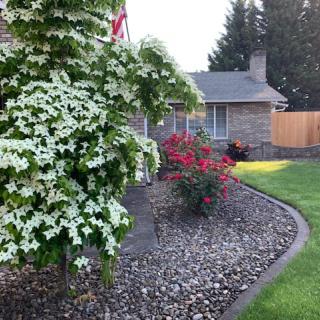 A beautifully landscaped garden featuring blooming flowers, a shrub with white blossoms, and a tidy lawn beside a house.