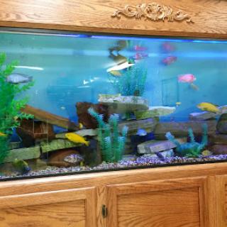 A vibrant aquarium filled with various fish and aquatic plants, showcasing a lively underwater scene.