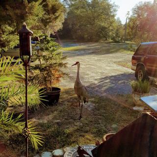 A graceful crane wanders through a serene outdoor setting, bathed in warm sunlight.