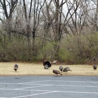A group of wild turkeys foraging near a wooded area.