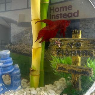 A vibrant red fish swimming in a decorative aquarium with bamboo and stones.