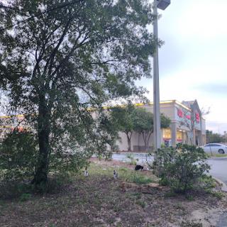 A view of a parking lot with a tree and bushes in the foreground, leading to a storefront in the background.