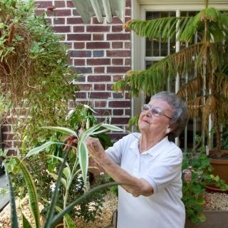 An elderly woman tending to her garden plants outdoors.
