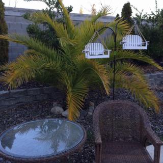 A serene patio setting with a palm tree, wicker chair, and glass table.