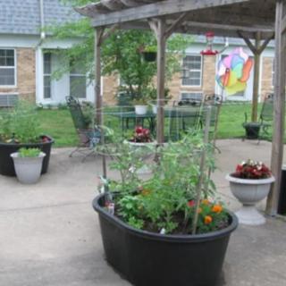 A patio garden with various plants growing in containers.