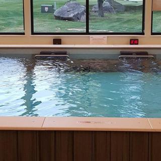 An indoor swimming pool with large windows overlooking the outdoors.