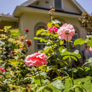 A vibrant garden with blooming roses in front of a house on a sunny day.