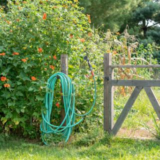 A charming garden scene featuring vibrant flowering plants, a coiled garden hose, and a rustic wooden gate.