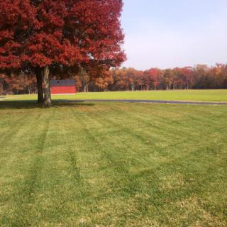 A beautiful autumn scene featuring a vibrant red tree against a lush green lawn.