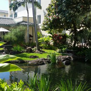 A serene tropical garden with a tranquil pond surrounded by lush greenery.