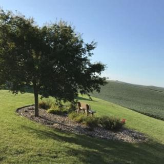A peaceful landscape featuring a tree surrounded by grass and a clear blue sky.