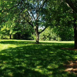 A serene park scene with lush green grass and trees casting dappled shadows.