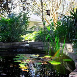 A serene garden pond adorned with water lilies, surrounded by lush greenery and soft reflections.