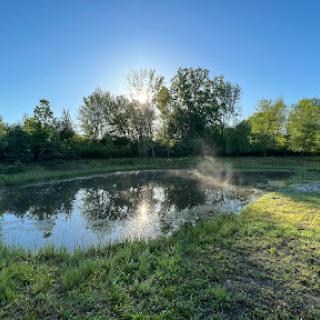 A serene morning scene at a tranquil pond, surrounded by lush greenery and bathed in warm sunlight.