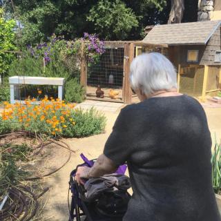 An elderly person using a walker strolls through a sunny garden with vibrant flowers.