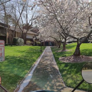 A beautiful spring day with blooming trees lining a peaceful sidewalk.