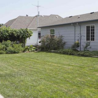 A suburban backyard with a well-maintained lawn and garden.