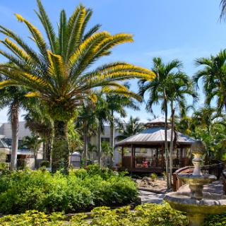 A serene tropical garden featuring lush palm trees and a beautiful fountain under a clear blue sky.
