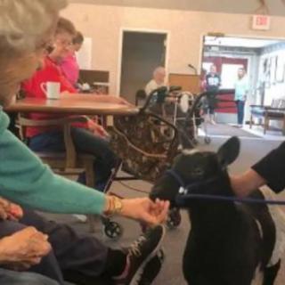 Elderly resident interacting with a therapy animal in a nursing home setting.