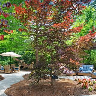 A serene garden scene with a colorful tree and comfortable patio seating.