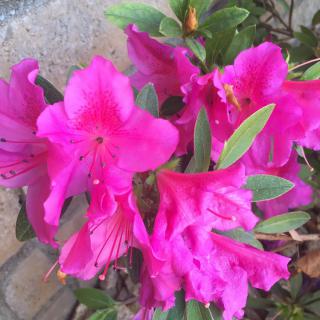 Bright pink azaleas in full bloom.