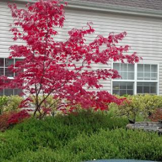 A vibrant red tree standing out in a landscaped garden.