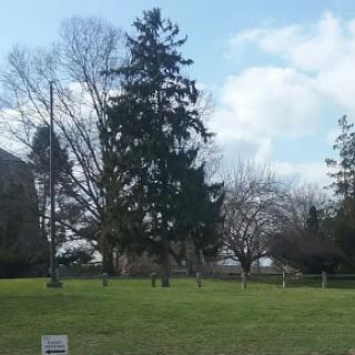 A serene landscape featuring a tall tree against a backdrop of blue skies and fluffy clouds.