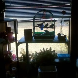 A cozy indoor scene featuring a birdcage with parakeets and various plants on display.