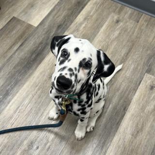 A playful Dalmatian puppy sitting patiently indoors.