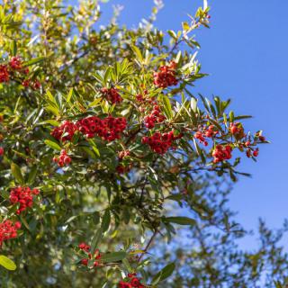 Branches with red berries and green leaves against a clear blue sky.